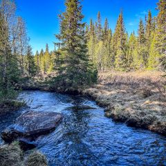 Der Natustig am Galå Fjällgård verläuft am Bach entlang