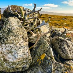 Viele kleine Rentiergeweihe markieren die Gipfelpyramide im Oviksfjäll