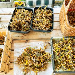 Jede Menge Trompetenpfifflerlinge gab es dieses Jahr in Jämtland